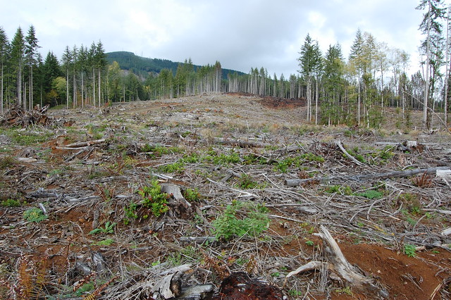 deforestazione 
