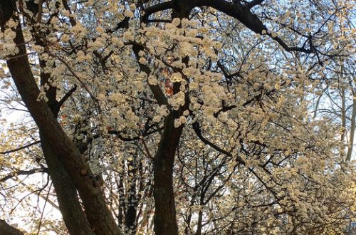 primavera